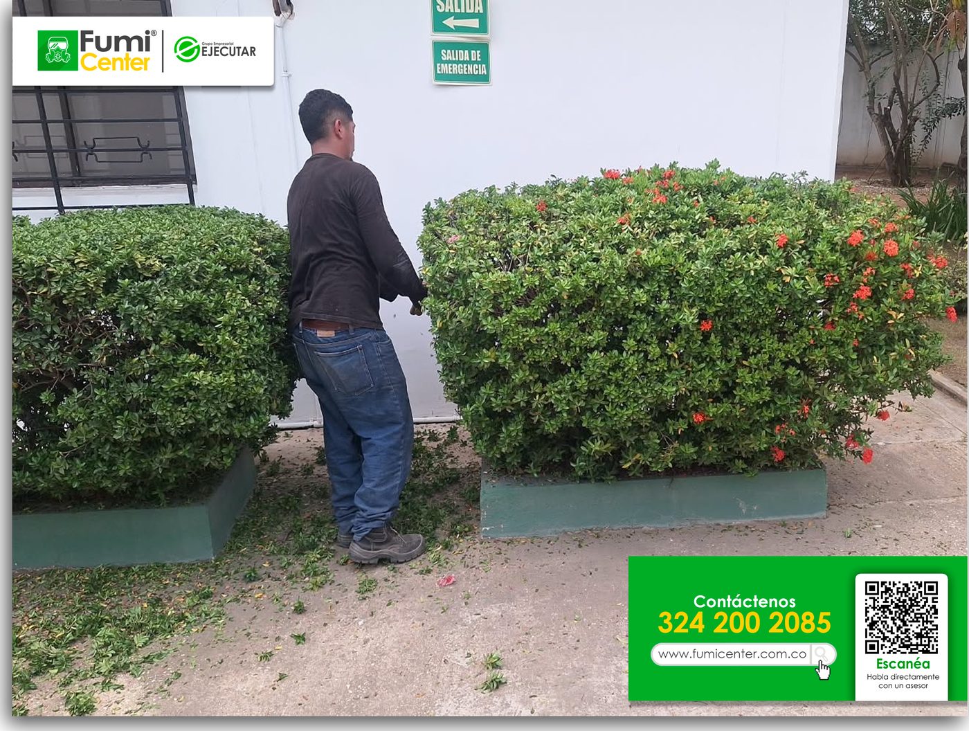 Jardinero de FumiCenter podando setos redondos de ixora en las jardineras de una entidad en Santa Marta