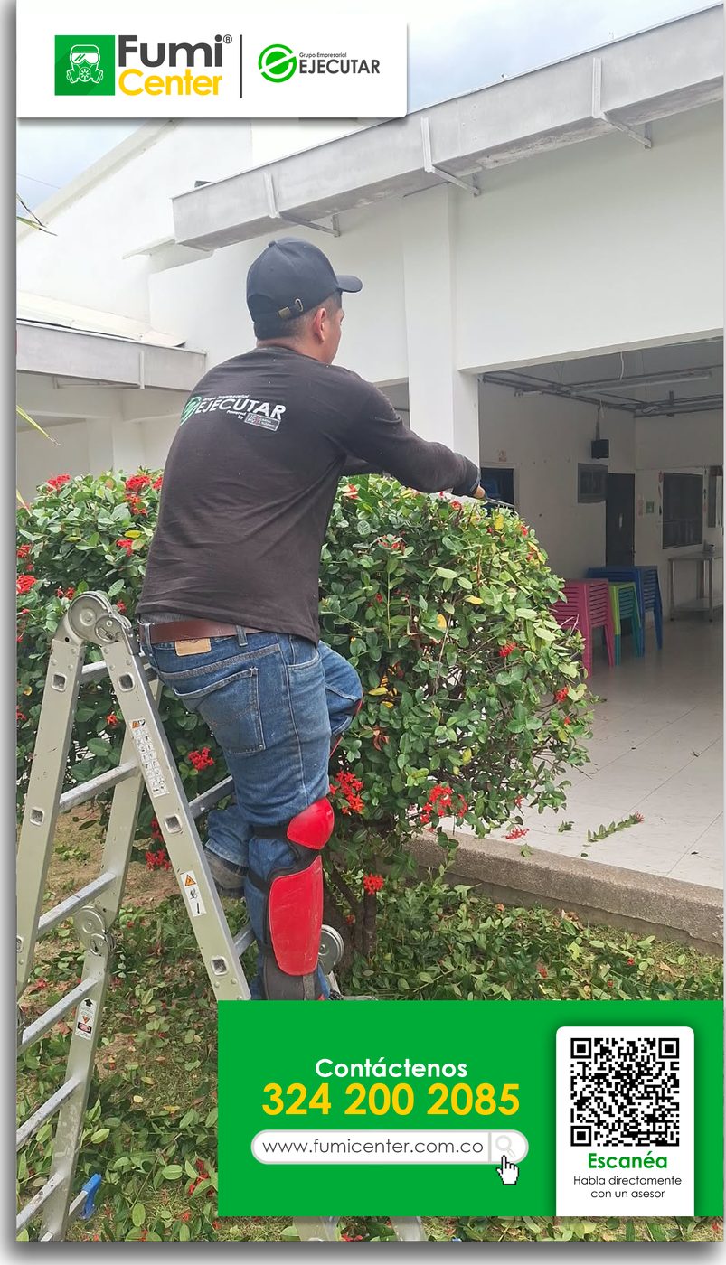 Jardinero de FumiCenter podando un seto de ixora florecido desde una escalera en una institución en Santa Marta