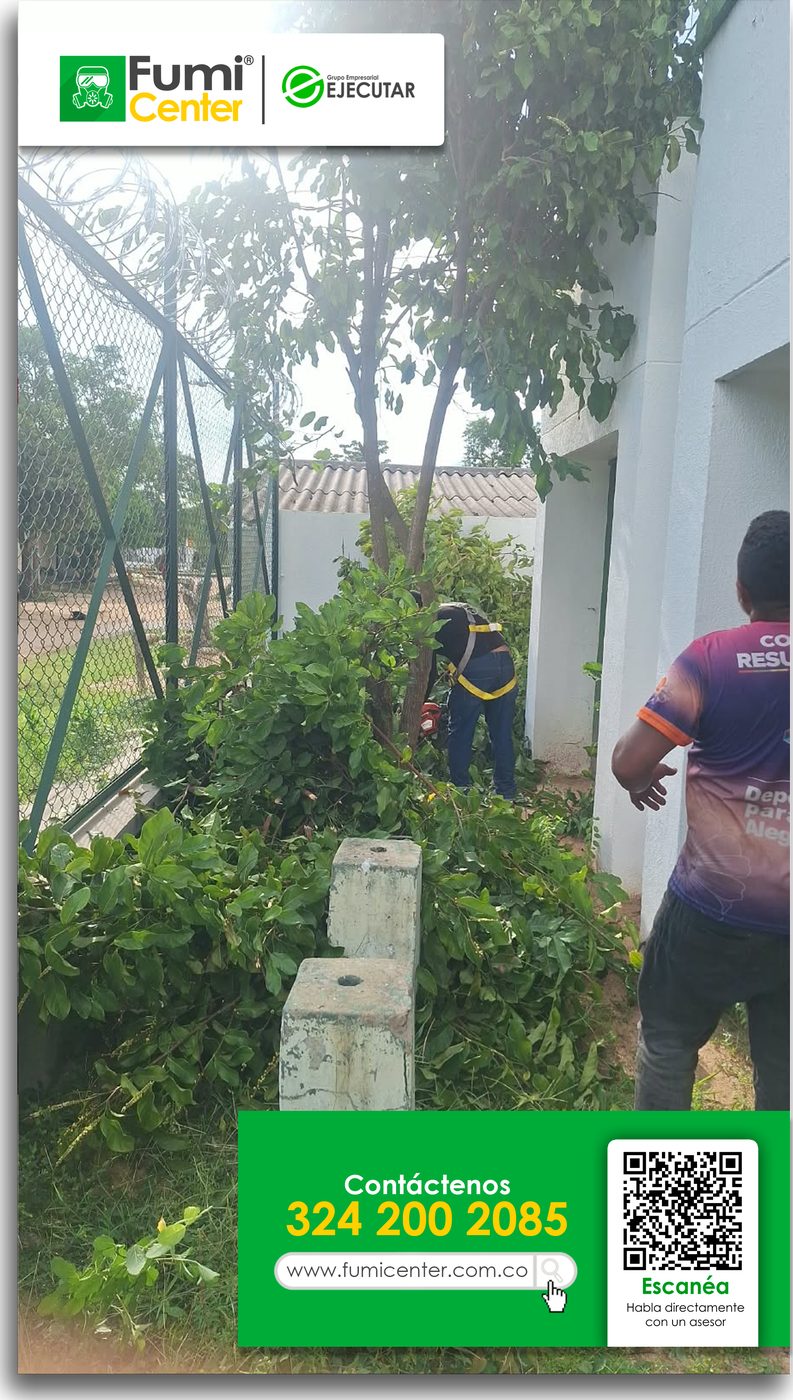 Operarios de FumiCenter podando las ramas de un árbol junto a una edificación y una malla en Santa Marta