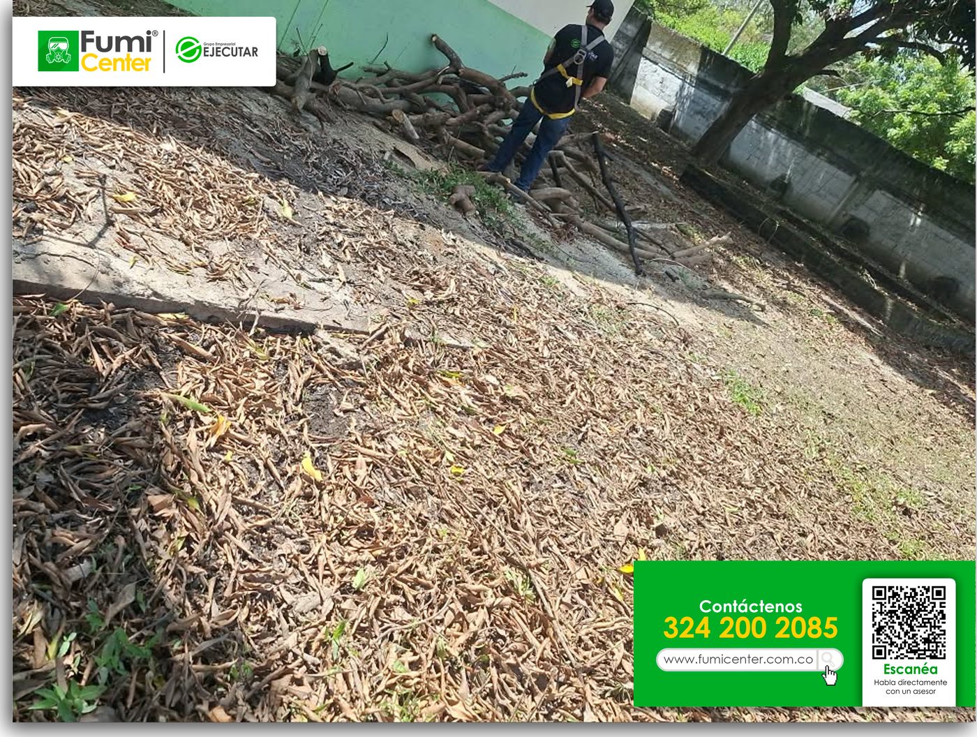 Ramas y hojas podadas apiladas para su retiro por la cuadrilla de FumiCenter en Santa Marta