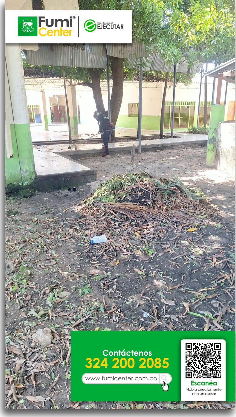 Patio de un colegio en Santa Marta con hojas y ramas recogidas por la cuadrilla de FumiCenter